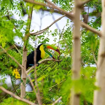 Rio Celeste Birds Garden Apartment with Air Conditioning Comfort and Privacy in a Natural Environment 4