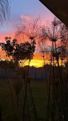 a sunset in a field with plants in the foreground at Apartamento Decrusi in Alajuela City