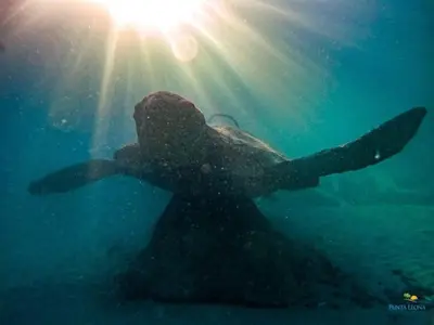 a sea turtle swimming in the ocean with the sun behind it at Elegant large house in Punta Leona Bamboo in Punta Leona