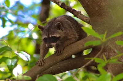 a baby animal is sitting on a tree branch at Elegant large house in Punta Leona Bamboo in Punta Leona