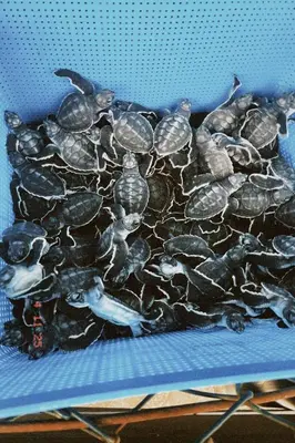 a group of turtles sitting on a blue shelf at Casa Fabis en Playa Junquillal, Playa a 600m in Santa Cruz