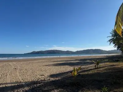 a sandy beach with a palm tree and the ocean at Los Delfines 560 in Tambor