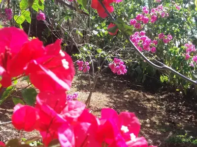 a group of pink flowers in a garden at La Princesa Hotel in San Isidro