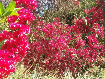 a bunch of pink flowers in front of a fence at La Princesa Hotel in San Isidro