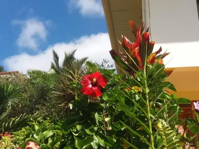 a red flower on a bush in front of a house at La Princesa Hotel in San Isidro