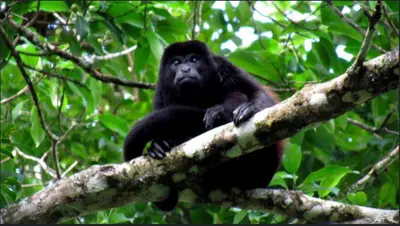 a gorilla sitting on a tree branch at Selva Color - Forest & Beach EcoLodge in Quebrada Ganado