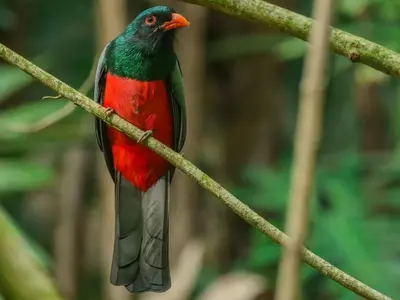 a red and green bird sitting on a tree branch at Selva Color - Forest & Beach EcoLodge in Quebrada Ganado
