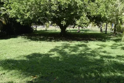 a tree in the middle of a grass field at Villas Maria Luisa in Uvita