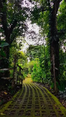 a path in the middle of a forest with trees at Finca Luna Nueva Lodge in Fortuna