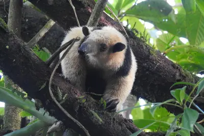 a panda bear sitting in a tree at Hotel y Puentes Colgantes Heliconias Rainforest Lodge in Bijagua