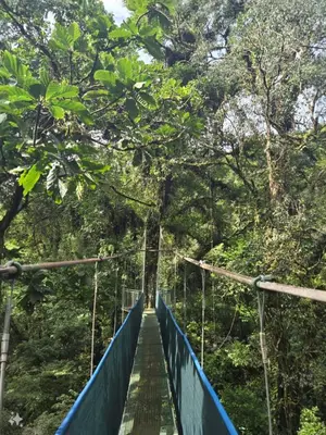 a suspension bridge in the jungle at Hotel y Puentes Colgantes Heliconias Rainforest Lodge in Bijagua