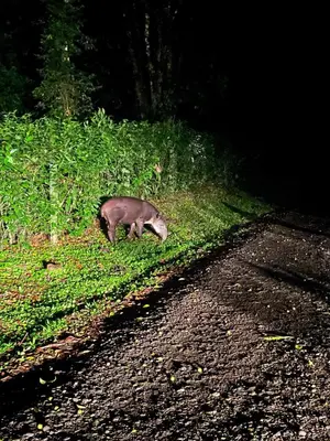 a pig walking in the grass next to a road at Hotel y Puentes Colgantes Heliconias Rainforest Lodge in Bijagua