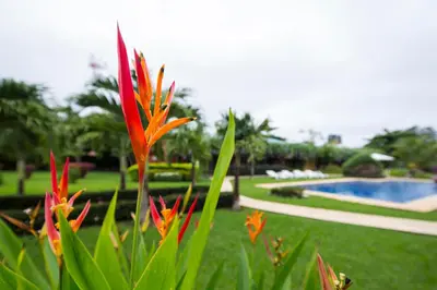a red flower in the grass next to a swimming pool at Playa Potrero Apartments in Potrero