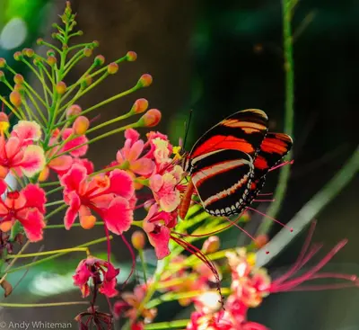 a butterfly is sitting on some pink flowers at Casa Smilin' Dog in Tamarindo