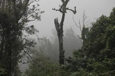 a foggy forest with a tree in the middle at Hotel Bosque Verde Lodge in Monteverde Costa Rica