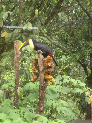 a bird perched on top of a tree branch at Cabinas Piuri in Rio Celeste
