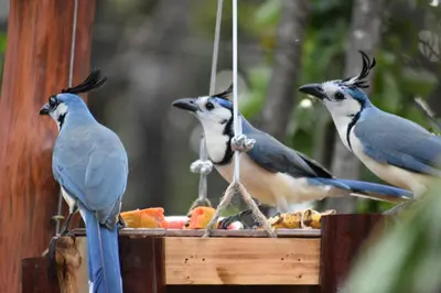 three blue birds eating food from a bird feeder at Casa Haydee Monteverde in Monteverde Costa Rica