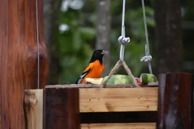 a bird is sitting on a bird feeder at Casa Haydee Monteverde in Monteverde Costa Rica