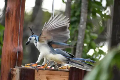 a bird with its wings out on a bird feeder at Casa Haydee Monteverde in Monteverde Costa Rica