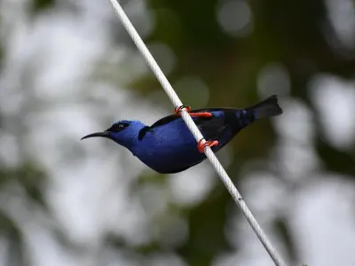 a small blue bird perched on a rope at Casa Haydee Monteverde in Monteverde Costa Rica