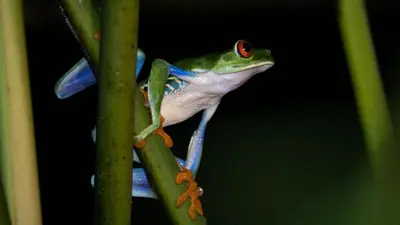 a red eyed tree frog clinging to a plant at Hotel Pedacito de Cielo in Boca Tapada