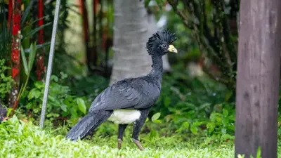 a black bird is standing in the grass at Hotel Pedacito de Cielo in Boca Tapada