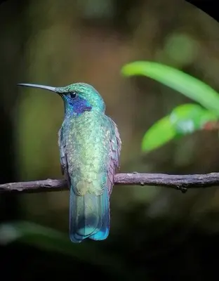 a humming bird sitting on a branch at Montezuma Heights in Montezuma