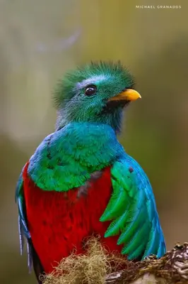 a colorful bird is sitting on a branch at Savegre Hotel Natural Reserve & Spa in San Gerardo de Dota