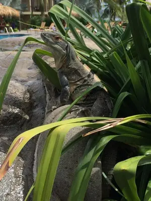 a lizard sitting on a rock next to some plants at Sunset Heights 402 in Playa Flamingo