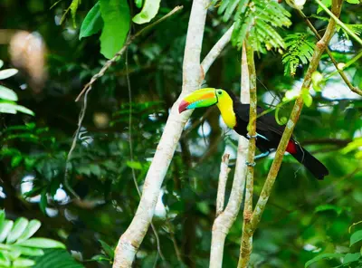 a colorful toucan perched on a tree branch at Aninga Lodge in Tortuguero