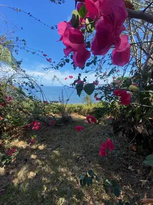 a bush of pink flowers with the ocean in the background at Stunnig Ocean View in Montezuma