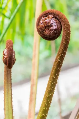 a close up of a carnivorous plant with a large opening at Hotel Claro de Luna in Monteverde Costa Rica