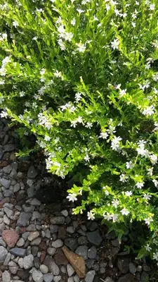 a bush with white flowers on a rocky ground at Posada Cañaveral in Ujarrás