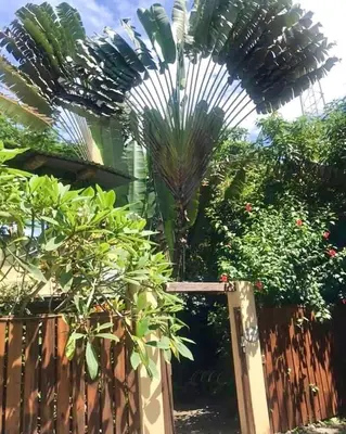a palm tree in a garden with a wooden fence at Hotel Tropical Sands Dominical in Dominical