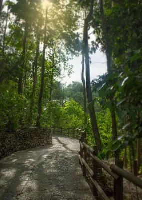 a dirt road in the middle of a forest at Arenas Del Mar Beachfront & Rainforest Resort Member of the Cayuga Collection in Manuel Antonio