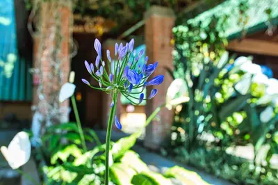a blue flower is growing in a garden at Hotel Villa Zurqui in San José