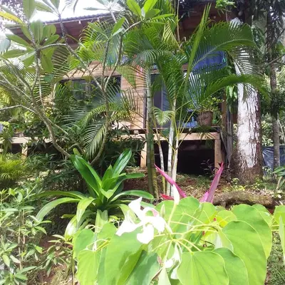a garden with plants in front of a house at Blanconejo de Montezuma in Montezuma