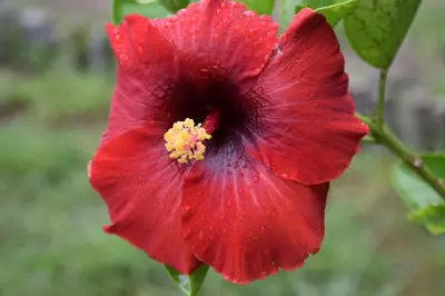 a red flower with droplets of water on it at Hotel Peace & Lodge in Sámara
