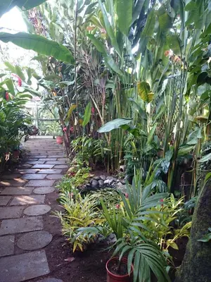 a garden with many plants and a pathway at Tortuguero Adventures GuestHouse in Tortuguero