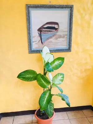 a plant in a pot next to a wall with a painting at Hotel Casa Esmeralda in Sámara