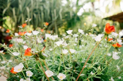 a bunch of red and white flowers in a garden at Totobe Resort in Jabilla