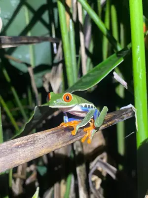 a green and orange frog sitting on a stick at Kakao Lodge & Garden Río Celeste in Bijagua