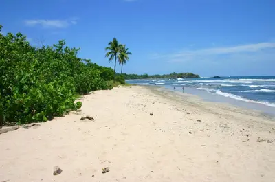 a sandy beach with palm trees and the ocean at Hotel Boutique Lagarta Lodge in Nosara