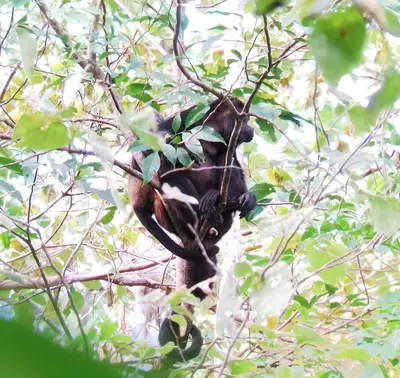 a monkey is sitting in a tree at Hotel Boutique Lagarta Lodge in Nosara
