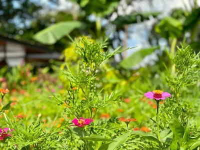 a pink flower in the middle of a field of flowers at Almendros Eco-Villas in Fortuna