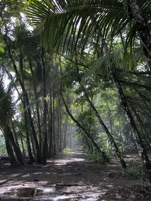 a dirt road through a jungle with palm trees at Casa Playa Bahia Ballena de Osa in Uvita
