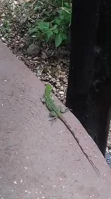 a green lizard is sitting on the ground at Villa De Los Monos, casitas equipadas en Guanacaste in Matapalo