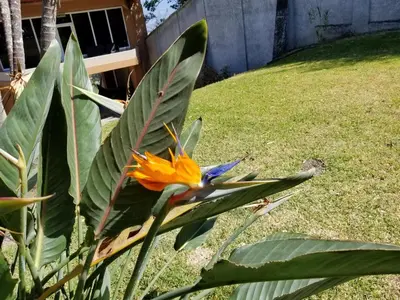 a yellow and blue flower sitting in the grass at Hotel Monte Campana Escazu in San José