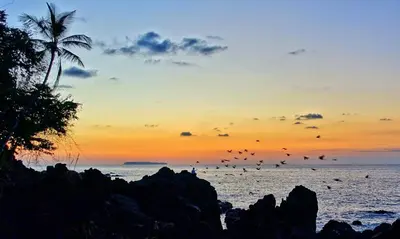 a flock of birds flying over the ocean at sunset at Corcovado Adventures in Drake