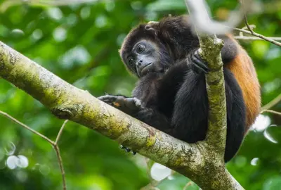 a monkey is sitting on a tree branch at Corcovado Adventures in Drake